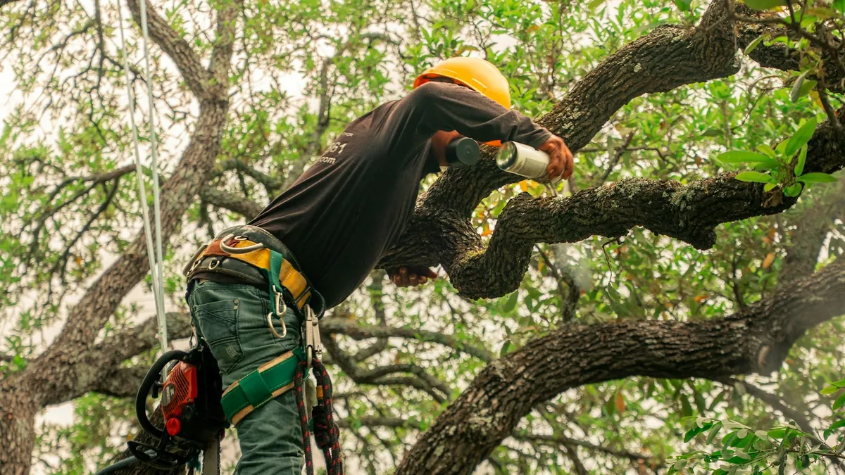 Arborist pruning a tree while secured with a climbing safety harness
